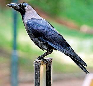 Pagan Kaval in the Father's Home of Hindu Culture | हिंदू संस्कृतीच्या पितृपक्षातील पूजनीय कावळा Pagan Kaval in the Father's Home of Hindu Culture | हिंदू संस्कृतीच्या पितृपक्षातील पूजनीय कावळा