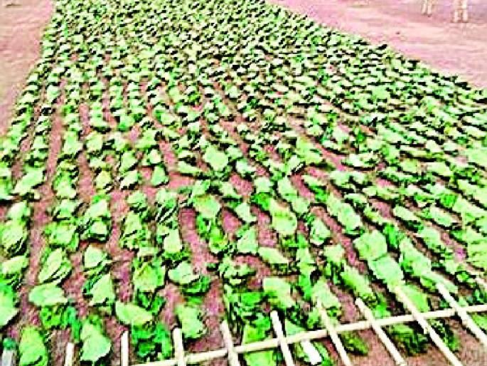 Cash demand for tendon wage | तेंदूपत्ता मजुरीची नगदी मागणी Cash demand for tendon wage | तेंदूपत्ता मजुरीची नगदी मागणी