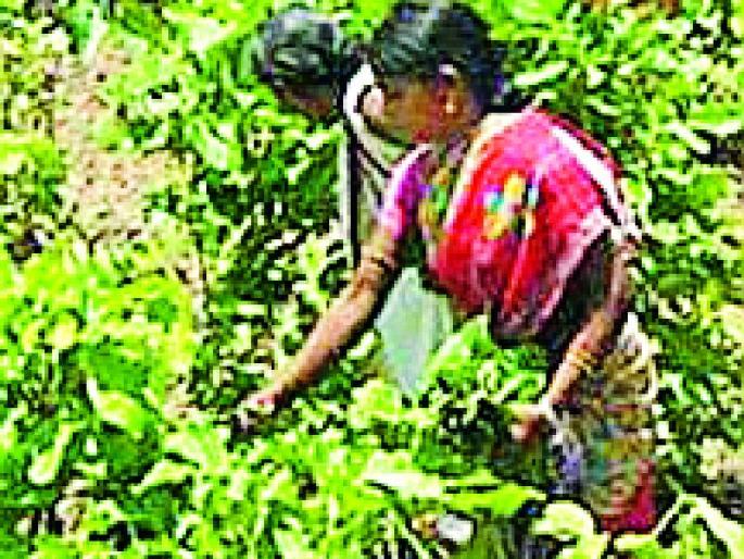 Tighten the terms of the contract | तेंदूपत्ता कराराच्या अटी कडक