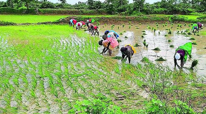 Rainfall in five talukas; Ravani sighed | पाच तालुक्यांकडे पावसाची वक्रदृष्टी; राेवणी खाेळंबली Rainfall in five talukas; Ravani sighed | पाच तालुक्यांकडे पावसाची वक्रदृष्टी; राेवणी खाेळंबली