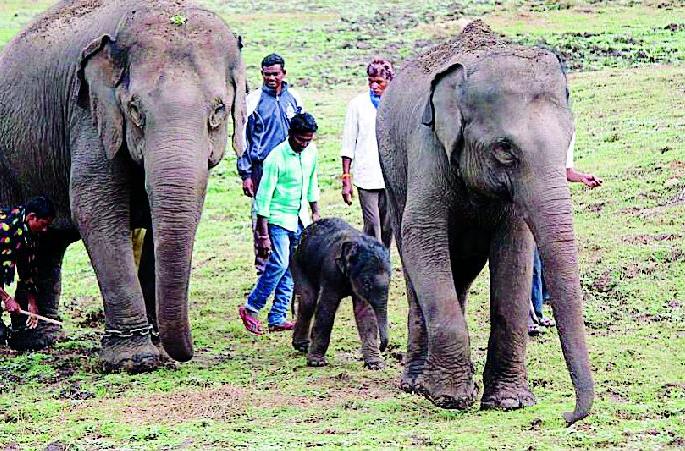 Sai arrives at Elephant camp | हत्ती कॅम्पमध्ये झाले ‘सई’चे आगमन