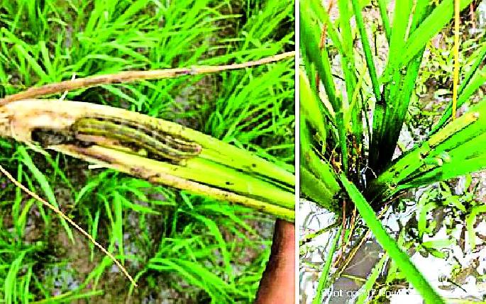 Military lane attack on Dhan | धानावर लष्करी अळीचे आक्रमण