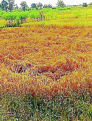 34.54 crores will be provided | ३४.५४ कोटींची मदत मिळणार 34.54 crores will be provided | ३४.५४ कोटींची मदत मिळणार