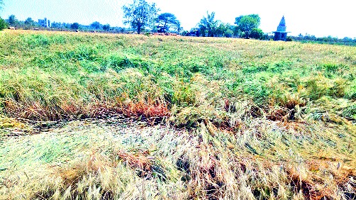 Time .. Export ban, now Corona! | अवकाळी.. निर्यातबंदी, आता कोरोना! Time .. Export ban, now Corona! | अवकाळी.. निर्यातबंदी, आता कोरोना!