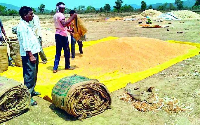 Cultivation instead of chilli | मिरची ऐवजी मक्याची लागवड Cultivation instead of chilli | मिरची ऐवजी मक्याची लागवड
