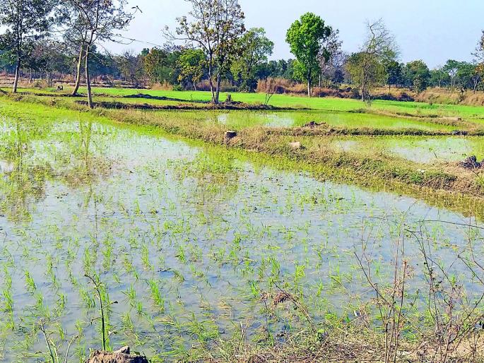 Summer rice cultivation in 20 thousand hectare | २० हजार हेक्टरमध्ये उन्हाळी भात लागवड Summer rice cultivation in 20 thousand hectare | २० हजार हेक्टरमध्ये उन्हाळी भात लागवड