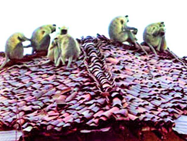 Monkeys Hedos at Itkheda | इटखेडा येथे माकडांचा हैदोस Monkeys Hedos at Itkheda | इटखेडा येथे माकडांचा हैदोस