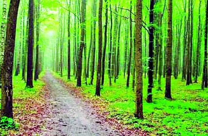 There was an increase in forest area in the district | जिल्ह्यातील वनक्षेत्रात होतेय वाढ