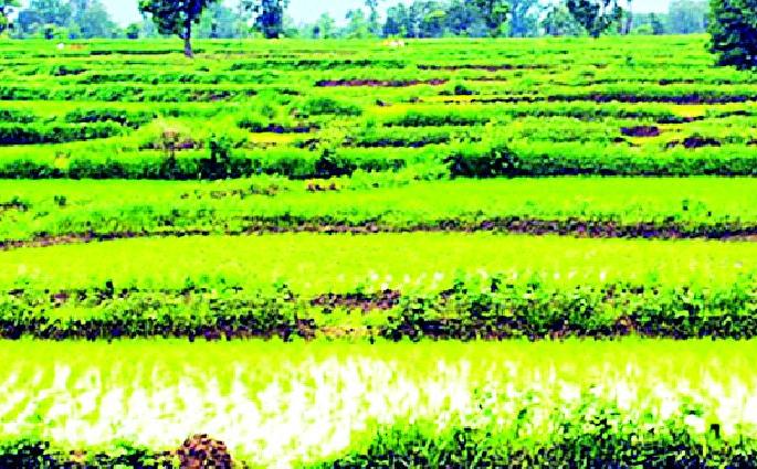 1.5 lakh farmers of Vidarbha waiting for bonus | पूर्व विदर्भातील दीड लाख शेतकरी बोनसच्या प्रतीक्षेत 1.5 lakh farmers of Vidarbha waiting for bonus | पूर्व विदर्भातील दीड लाख शेतकरी बोनसच्या प्रतीक्षेत