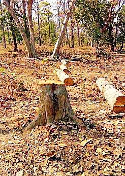 Pirate | डुग्गीपार बिटातील सागवान वृक्षांची चोरी