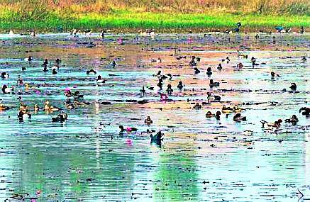 Number of foreign visitors increased due to pond culture | तलाव संवर्धनामुळे वाढली परदेशी पाहुण्यांची संख्या Number of foreign visitors increased due to pond culture | तलाव संवर्धनामुळे वाढली परदेशी पाहुण्यांची संख्या