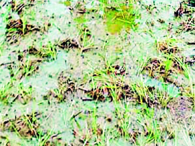 With the help of crop loss, Gondia district will be hit! | पीक हानीच्या मदतीत गोंदिया जिल्ह्याला ठेंगा !