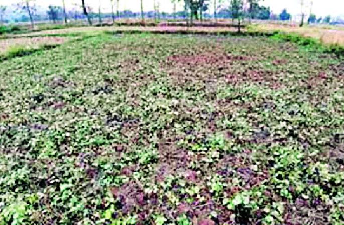 The district is hit by untimely rains again | जिल्ह्याला पुन्हा अवकाळी पावसाचा तडाखा The district is hit by untimely rains again | जिल्ह्याला पुन्हा अवकाळी पावसाचा तडाखा