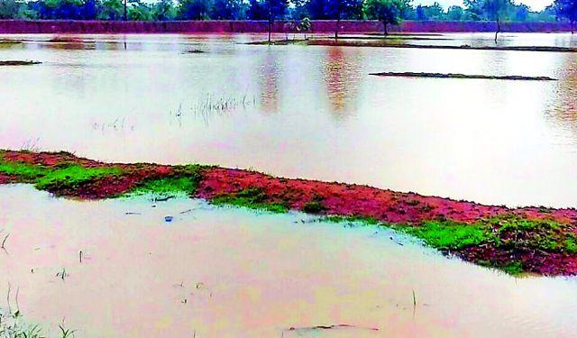 The rush and the rinse went away | धानाचे पऱ्हे व रोवणी गेली वाहून The rush and the rinse went away | धानाचे पऱ्हे व रोवणी गेली वाहून