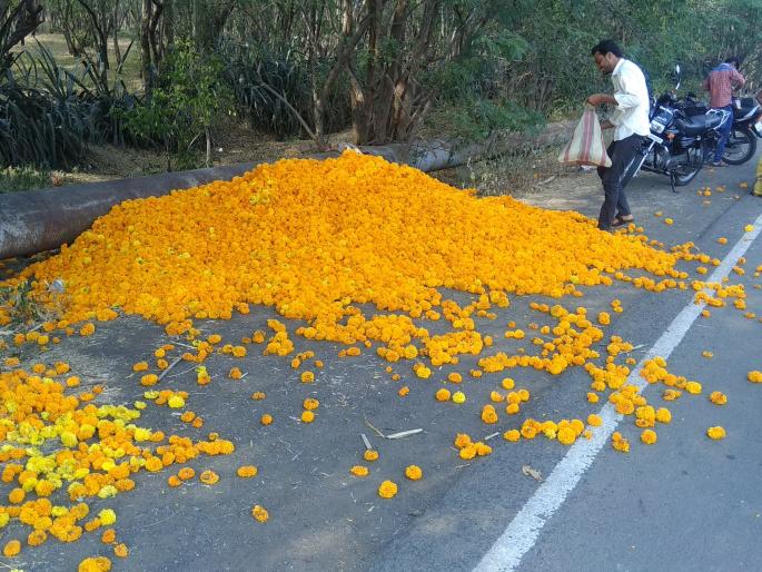 Because of no emotion, the marigold is thrown on the road | भाव नसल्याने झेंडू फेकले रस्त्यावर Because of no emotion, the marigold is thrown on the road | भाव नसल्याने झेंडू फेकले रस्त्यावर