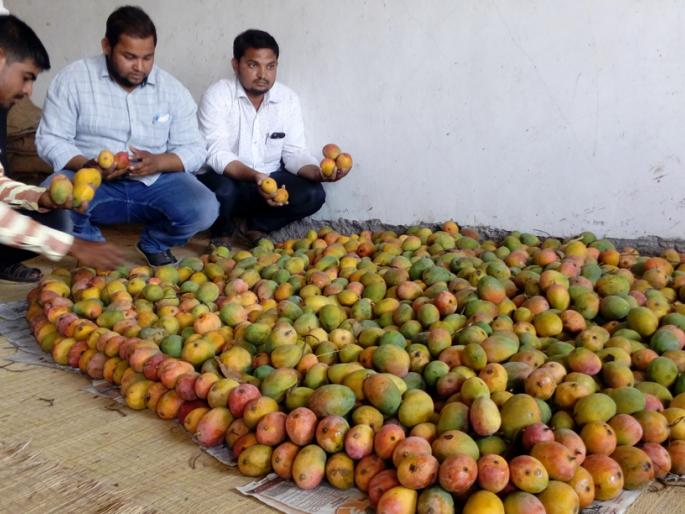 The rate of mangoes raise | आवक घटल्याने आंब्याचे दर वधारले The rate of mangoes raise | आवक घटल्याने आंब्याचे दर वधारले