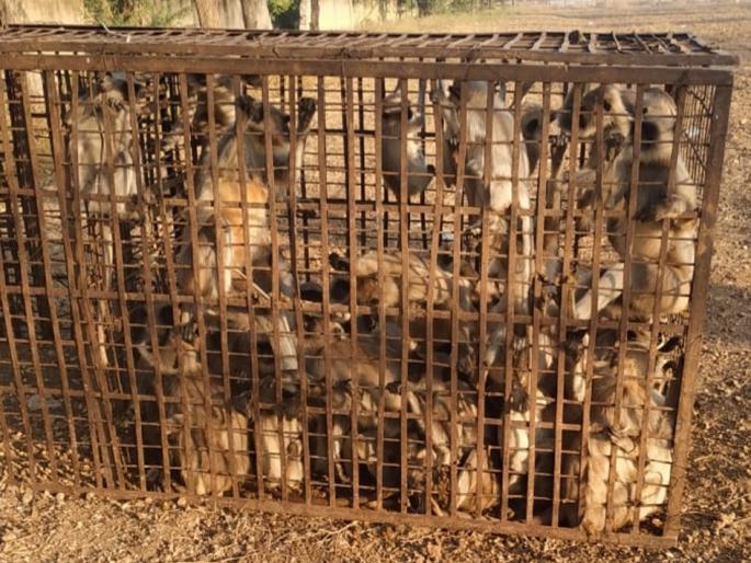 51 monkeys trapped in the cage | ५१ वानरांना घातले पिंजऱ्यात 51 monkeys trapped in the cage | ५१ वानरांना घातले पिंजऱ्यात