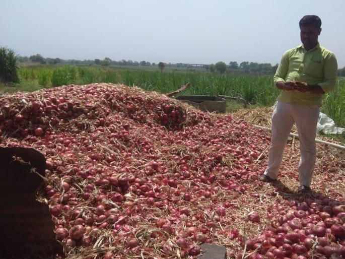 Due to sudden rain, onion destroyed | अवकाळी पाऊस, वादळाचा फटका, कांद्याला दणका Due to sudden rain, onion destroyed | अवकाळी पाऊस, वादळाचा फटका, कांद्याला दणका