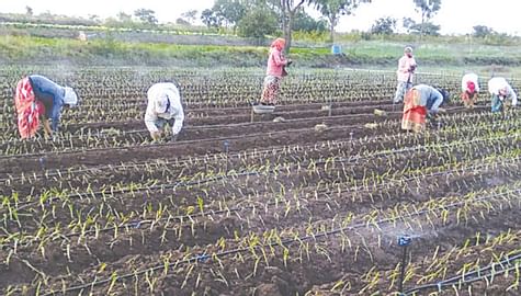 Resumption of summer onion cultivation in Khamkheda area | खामखेडा परिसरात उन्हाळ कांद्याची पुन्हा लागवड सुरु