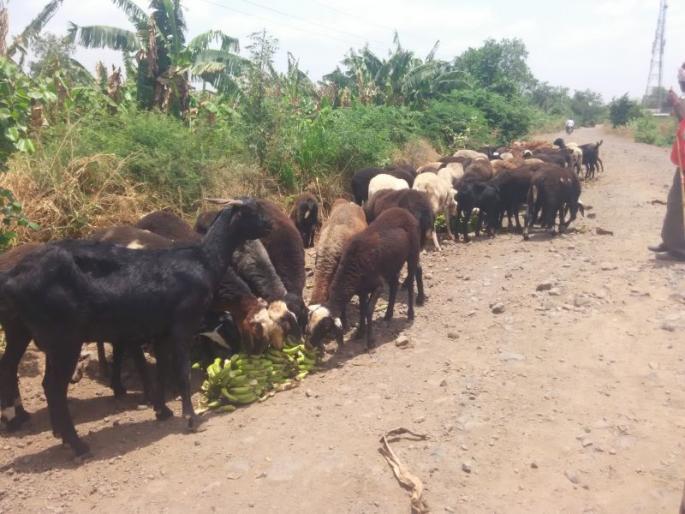 Banana made of crood of bananas in Raver taluka | रावेर तालुक्यातील कोट्यवधींची केळी बनली पशुंचे खाद्य Banana made of crood of bananas in Raver taluka | रावेर तालुक्यातील कोट्यवधींची केळी बनली पशुंचे खाद्य