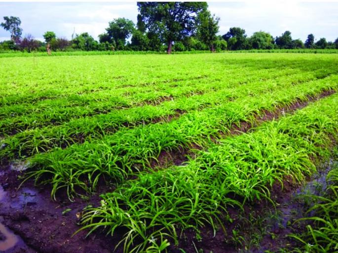 Safed musali flourish due to Heavy rain | दमदार पावसामुळे बहरली ‘सफेद मुसळी’