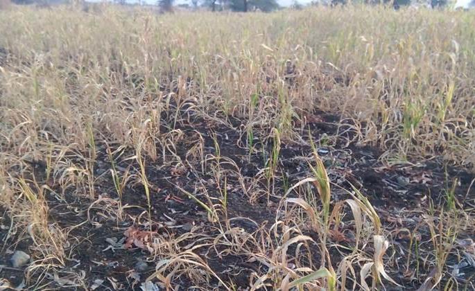 Increasingly, they were treated by Kharif crops | वाढत्या उन्हाने खरीप पिकांनी माना टाकल्या Increasingly, they were treated by Kharif crops | वाढत्या उन्हाने खरीप पिकांनी माना टाकल्या