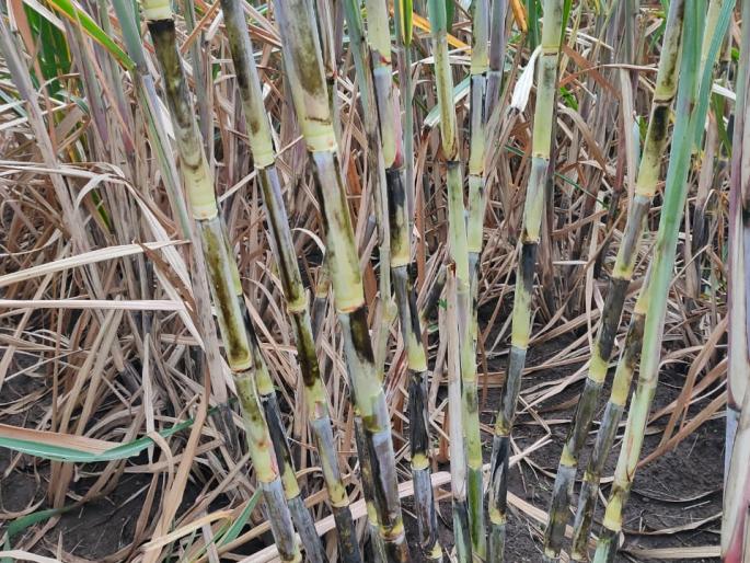 Sweet brought sugarcane with farm water | शेततळ्याच्या पाण्याने ऊसाला आणली गोडी Sweet brought sugarcane with farm water | शेततळ्याच्या पाण्याने ऊसाला आणली गोडी