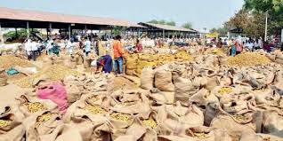 Maize, soybean and cereal auction starts on Monday at Patoda sub-market | पाटोदा उपबाजारात सोमवारी मका, सोयाबीन अन् भुसारधान्य लिलाव शुभारंभ Maize, soybean and cereal auction starts on Monday at Patoda sub-market | पाटोदा उपबाजारात सोमवारी मका, सोयाबीन अन् भुसारधान्य लिलाव शुभारंभ