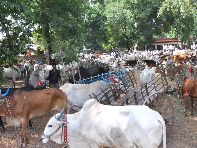 Ballagadi Front at Nandgaon Tehsil | नांदगाव तहसीलवर बैलगाडी मोर्चा Ballagadi Front at Nandgaon Tehsil | नांदगाव तहसीलवर बैलगाडी मोर्चा
