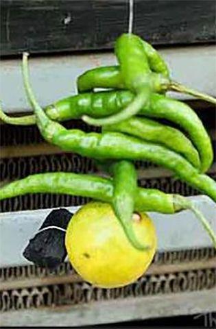 Even in the age of science and technology, superstition is rampant | विज्ञान-तंत्रज्ञानाच्या युगातही अंधश्रद्धेचे गारुड Even in the age of science and technology, superstition is rampant | विज्ञान-तंत्रज्ञानाच्या युगातही अंधश्रद्धेचे गारुड