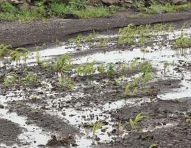 Three thousand peasants in a timely manner: | अवकाळीचा धडगावात तीन हजार शेतक:यांना फटका Three thousand peasants in a timely manner: | अवकाळीचा धडगावात तीन हजार शेतक:यांना फटका