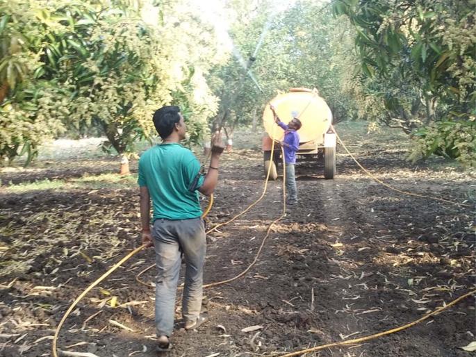At the base of Satpuda mango gardens emerged | सातपुडा पायथ्याशी आंब्याच्या बागा बहरल्या At the base of Satpuda mango gardens emerged | सातपुडा पायथ्याशी आंब्याच्या बागा बहरल्या