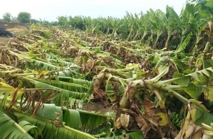 In Chopda taluka, 362 farmers of storm storm hit the farmers | चोपडा तालुक्यात वादळी पावसाचा ३६२ शेतकऱ्यांना फटका In Chopda taluka, 362 farmers of storm storm hit the farmers | चोपडा तालुक्यात वादळी पावसाचा ३६२ शेतकऱ्यांना फटका