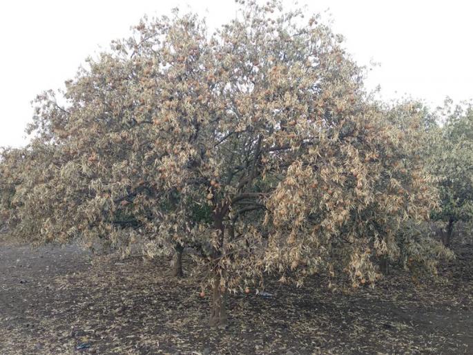 Horticulture affected by 10 thousand hectares | १० हजार हेक्टरवरील फळबागांना फटका Horticulture affected by 10 thousand hectares | १० हजार हेक्टरवरील फळबागांना फटका