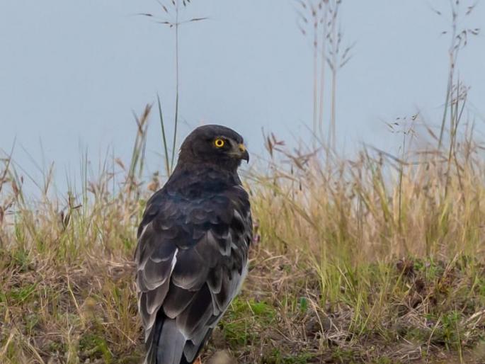 The birds of prey in Russia, Korea, Philippines, China, Solapur | रशिया, कोरिया, फिलिपाईन्स, चीन देशातील शिकारी पक्षी सोलापुरात The birds of prey in Russia, Korea, Philippines, China, Solapur | रशिया, कोरिया, फिलिपाईन्स, चीन देशातील शिकारी पक्षी सोलापुरात