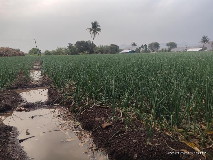 The Palekhurd area was lashed by rains | पाळेखुर्द परिसराला पावसाने झोडपले