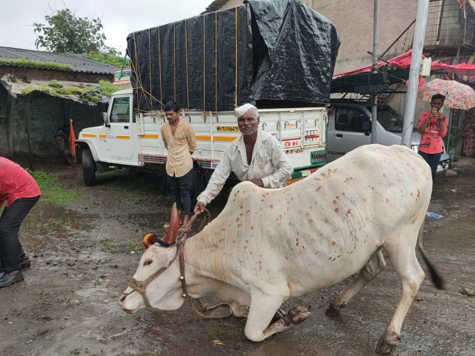 Celebrate the hive in a simple way | पोळा साध्या पध्दतीने साजरा Celebrate the hive in a simple way | पोळा साध्या पध्दतीने साजरा