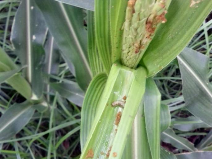 'Lashkar' lali attack on maize | मक्यावर ‘लष्कर’ अळीचा हल्ला 'Lashkar' lali attack on maize | मक्यावर ‘लष्कर’ अळीचा हल्ला