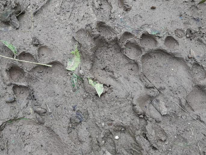 Leopard terror in Karsul area | कारसूळ परिसरात बिबट्याची दहशत Leopard terror in Karsul area | कारसूळ परिसरात बिबट्याची दहशत