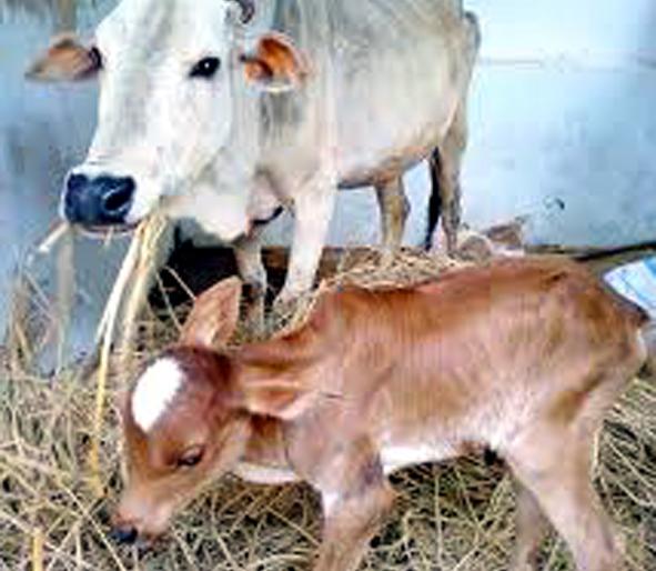 Parbhani: Information not available to the administration | परभणी : प्रशासनाकडे उपलब्ध नाही चाऱ्याची माहिती