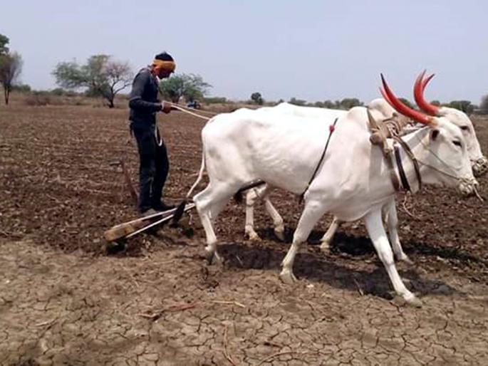 Parbhani: Due to the stress of rain, concerns of farmers increased | परभणी: पावसाने ताण दिल्याने शेतकऱ्यांची चिंता वाढली Parbhani: Due to the stress of rain, concerns of farmers increased | परभणी: पावसाने ताण दिल्याने शेतकऱ्यांची चिंता वाढली