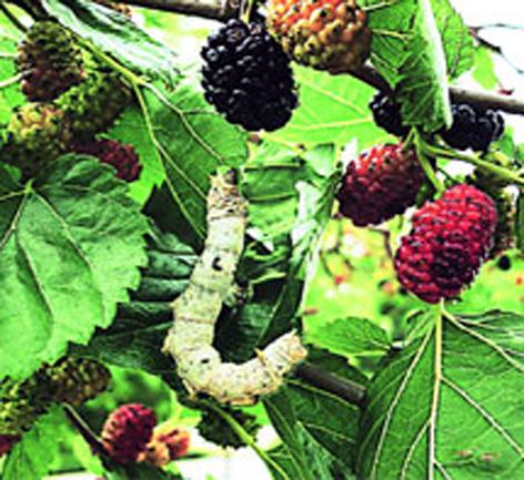 Parbhani: By covering 128 sheets of cotton cultivation | परभणी : तुती लागवडीचे १२८ हजेरी पत्रक पडून