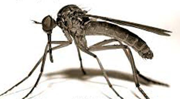 Parbhani: 5 dengue cases in one and a half months | परभणी : दीड महिन्यांत ७० डेंग्यू संश्यित Parbhani: 5 dengue cases in one and a half months | परभणी : दीड महिन्यांत ७० डेंग्यू संश्यित
