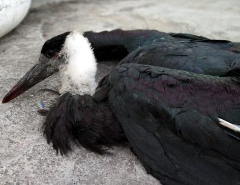 Parbhani: Killing of the injured Karakachala in Gitanoor | परभणी : जिंतूर येथे जखमी करकोचाला जीवदान