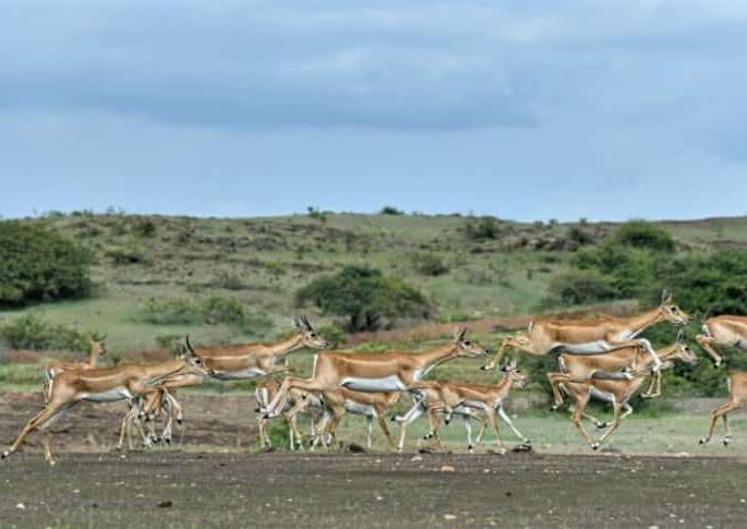 Hayat | अन्न पाण्याच्या शोधार्थ हरणाची भटकंती Hayat | अन्न पाण्याच्या शोधार्थ हरणाची भटकंती