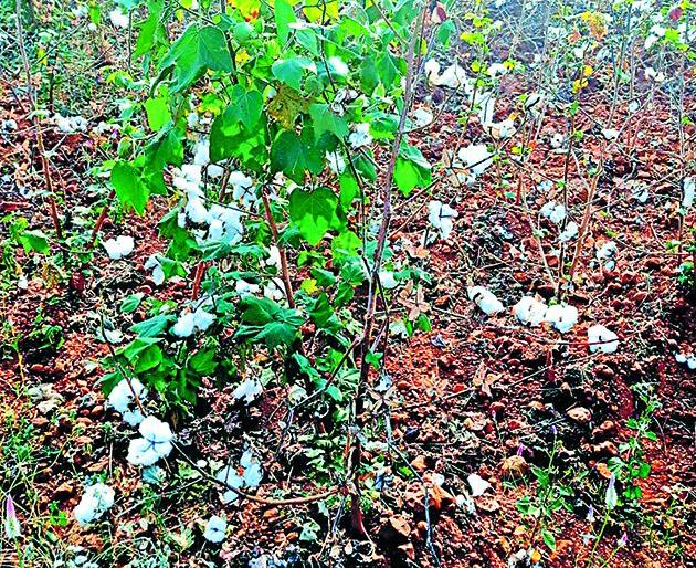 Cotton growers are caught in the lure of Farhad, but not from the Agriculture Department | कापूस उत्पादक अडकले फरदडच्या मोहात, कृषी विभागाकडून मात्र ना