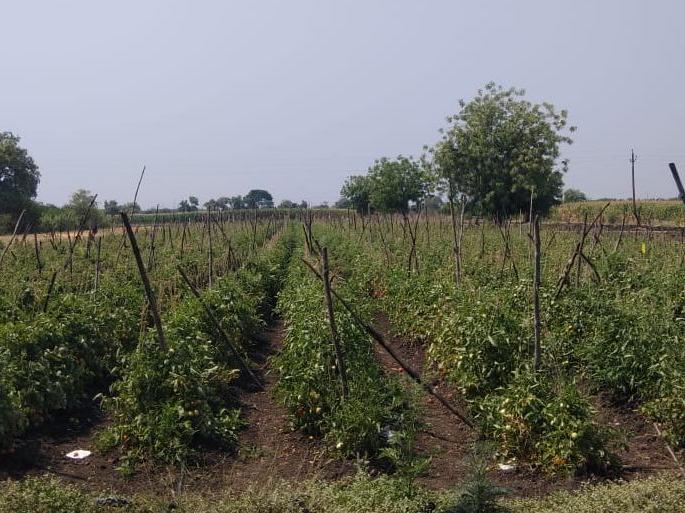 Due to lack of cost of cultivation, vegetable farmers are in crisis | लागवडीचा खर्च निघत नसल्याने भाजी उत्पादक शेतकरी संकटात Due to lack of cost of cultivation, vegetable farmers are in crisis | लागवडीचा खर्च निघत नसल्याने भाजी उत्पादक शेतकरी संकटात