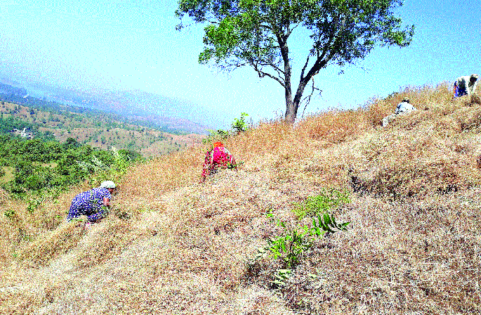 Feeding abundant; Take the drought area; Appeal to farmers from Bamnoli area | चारा मुबलक; दुष्काळी भागात घेऊन जा; बामणोली भागातील शेतकऱ्यांचे आवाहन Feeding abundant; Take the drought area; Appeal to farmers from Bamnoli area | चारा मुबलक; दुष्काळी भागात घेऊन जा; बामणोली भागातील शेतकऱ्यांचे आवाहन