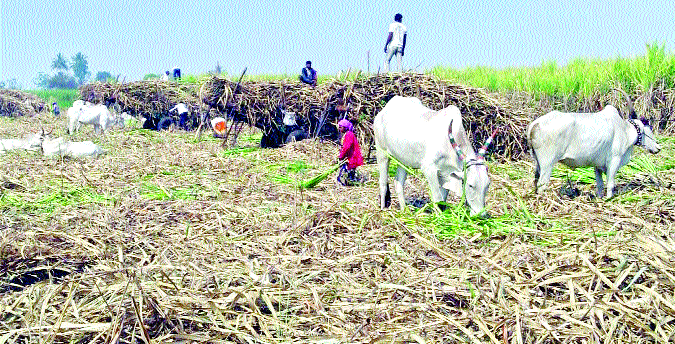 More wages for the machine than workers' labor; The questions of the constituency workers were such as | मजुरांच्या श्रमापेक्षा यंत्रासाठी अधिक मोबदला; ऊसतोडणी मजुरांचे प्रश्न जैसे थे More wages for the machine than workers' labor; The questions of the constituency workers were such as | मजुरांच्या श्रमापेक्षा यंत्रासाठी अधिक मोबदला; ऊसतोडणी मजुरांचे प्रश्न जैसे थे
