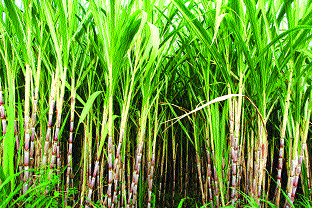 Before finalizing the bill, get a final rate hike | जुनं बिल मिळण्यापूर्वी अंतिम दर ठरविण्याचा घाट Before finalizing the bill, get a final rate hike | जुनं बिल मिळण्यापूर्वी अंतिम दर ठरविण्याचा घाट